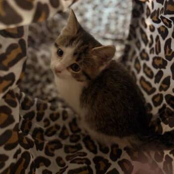 Domestic Short Hair Cats Available for Adoption - Twix C10754 | PetCurious