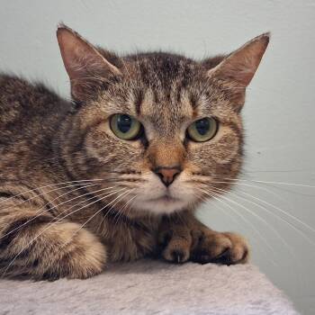 Smoothie -  Domestic Short Hair Cat for Adoption in Middlebury, Vermont - Smoothie | PetCurious