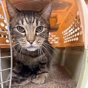 Toby -  Domestic Short Hair Cat for Adoption in Las Cruces, New Mexico - Toby | PetCurious