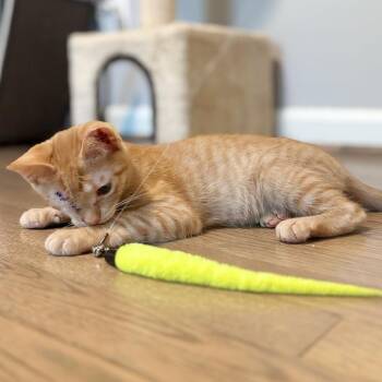 Nuggy -  Domestic Short Hair Cat for Adoption in Durham, North Carolina - Nuggy | PetCurious