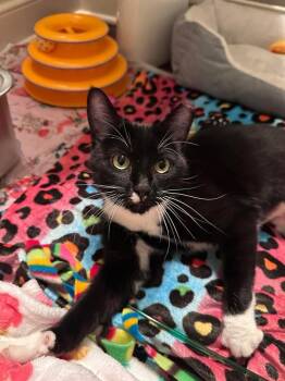 Domestic Short Hair Cats Available for Adoption in Chicago, Illinois - Phoebe | PetCurious