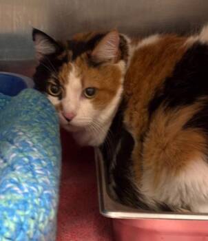 Snickers -  Domestic Short Hair Cat for Adoption in Des Moines, Iowa - Snickers | PetCurious