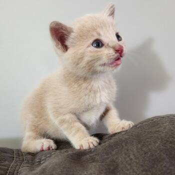 Simba -  Domestic Short Hair Cat for Adoption in Centerville, Tennessee - Simba | PetCurious