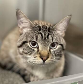 William -  Domestic Short Hair Cat for Adoption in Golden, Colorado - William | PetCurious