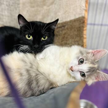 Rescue American Shorthair Cats for Adoption in Seguin, Texas - Honolulu & Hawaii | PetCurious