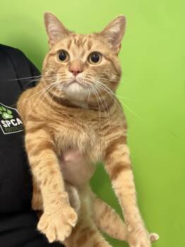Domestic Short Hair Cats Available for Adoption in Delson, Quebec - Manon | PetCurious