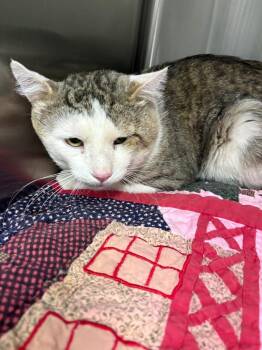 Capone -  Domestic Short Hair Cat for Adoption in Twentynine Palms, California - Capone | PetCurious