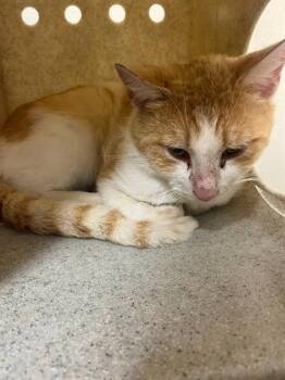 ROSSI -  Domestic Short Hair Cat for Adoption in Louisville, Kentucky - ROSSI | PetCurious