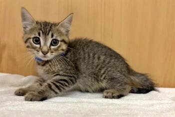 VESS -  Domestic Short Hair Cat for Adoption in Brentwood, Missouri - VESS | PetCurious