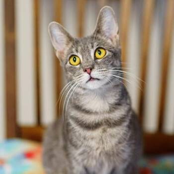 Rescue American Shorthair Cats for Adoption in Marble Falls, Texas - Smudge | PetCurious