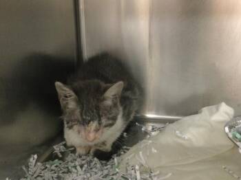A1927371 -  Domestic Short Hair Cat for Adoption in Thousand Palms, California - A1927371 | PetCurious