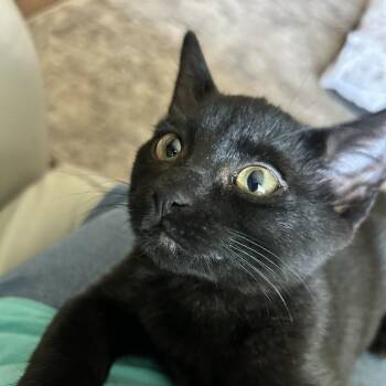 Blair -  Domestic Short Hair Cat for Adoption in Moses Lake, Washington - Blair | PetCurious