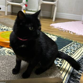 Rescue Domestic Short Hair Cats for Adoption in Franklin, North Carolina - Mamma/Sassy | PetCurious