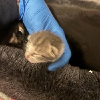 Tilly -  Domestic Short Hair Cat for Adoption in Council Bluffs, Iowa - Tilly | PetCurious