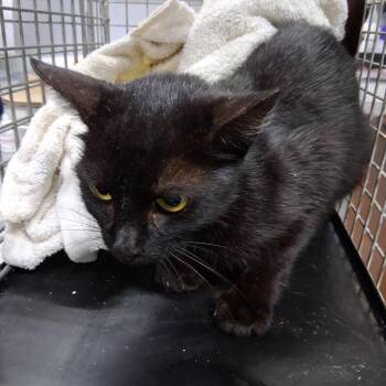 Hester -  Domestic Short Hair Cat for Adoption in Summerville, South Carolina - Hester | PetCurious