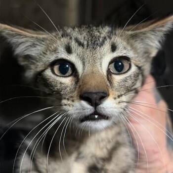 Belle -  Domestic Short Hair Cat for Adoption in Sioux Falls, South Dakota - Belle | PetCurious