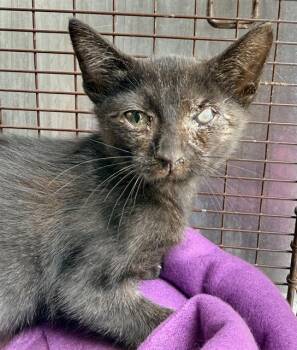 TODD -  Domestic Short Hair Cat for Adoption in San Antonio, Texas - TODD | PetCurious