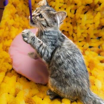 Jelly Cake -  Domestic Long Hair Cat for Adoption in South Elgin, Illinois - Jelly Cake | PetCurious