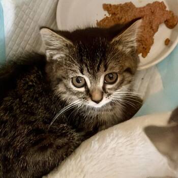 Josie Coming in -sister of Julia -  Domestic Short Hair Cat for Adoption in Clifton, New Jersey - Josie Coming In -sister Of Julia | PetCurious