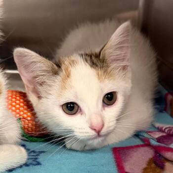 Honey Bunch -  Domestic Short Hair Cat for Adoption in Belleville, Illinois - Honey Bunch | PetCurious