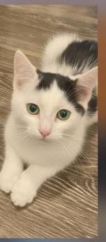 Little Debbie -  Domestic Short Hair Cat for Adoption in Westfield, Wisconsin - Little Debbie | PetCurious