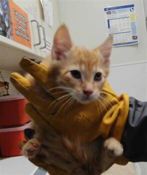 SPONGEBOB -  Domestic Medium Hair and Domestic Short Hair Cat for Adoption in Albuquerque, New Mexico - SPONGEBOB | PetCurious
