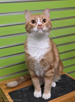 WANDA -  Domestic Short Hair Cat for Adoption in St. Peters, Missouri - WANDA | PetCurious