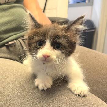 Mayfield -  Domestic Medium Hair Cat for Adoption in Albert Lea, Minnesota - Mayfield | PetCurious