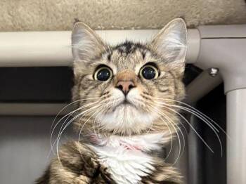 Goldilocks -  Domestic Long Hair Cat for Adoption in Portland, Oregon - Goldilocks | PetCurious