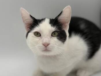 Mindy -  Domestic Short Hair Cat for Adoption in Portland, Oregon - Mindy | PetCurious