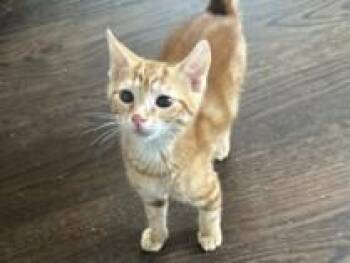 Sharie -  Domestic Short Hair Cat for Adoption in Hawthorne, New Jersey - Sharie | PetCurious