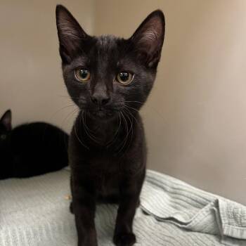 Willow -  Domestic Short Hair Cat for Adoption in Harrisonburg, Virginia - Willow | PetCurious