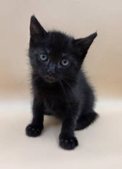 Chopper -  Domestic Short Hair and Bombay Cat for Adoption in Mobile, Alabama - Chopper | PetCurious
