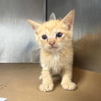 Zephyra -  Domestic Short Hair Cat for Adoption in Greenville, South Carolina - Zephyra | PetCurious