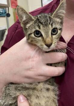 Mr. Worldwide -  Domestic Short Hair Cat for Adoption in Fishers, Indiana - Mr. Worldwide | PetCurious