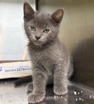 Coral -  Domestic Short Hair Cat for Adoption in Sioux City, Iowa - Coral | PetCurious