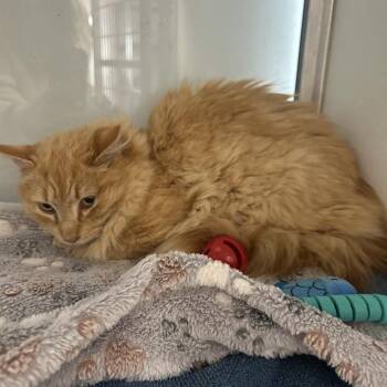 Domestic Long Hair Cats Available for Adoption in Binghamton, New York - Lowe