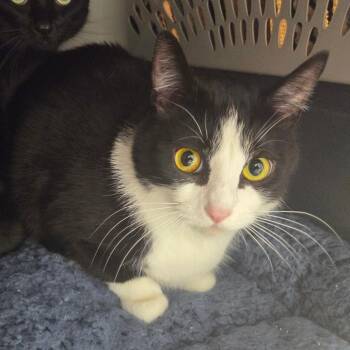 Pokey -  Domestic Short Hair Cat for Adoption in Chattanooga, Tennessee - Pokey | PetCurious