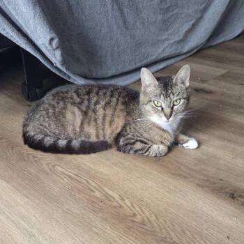Sprinkles -  Domestic Short Hair Cat for Adoption in Harrisonburg, Virginia - Sprinkles | PetCurious
