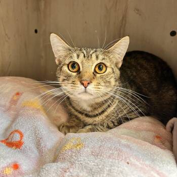 Jimmy -  Domestic Short Hair Cat for Adoption in Myerstown, Pennsylvania - Jimmy | PetCurious