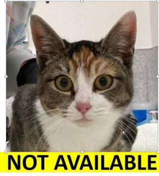 Rescue Domestic Short Hair Cats for Adoption in Eugene, Oregon - Apple | PetCurious