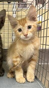 ORZO -  Domestic Medium Hair Cat for Adoption in Fort Myers, Florida - ORZO | PetCurious
