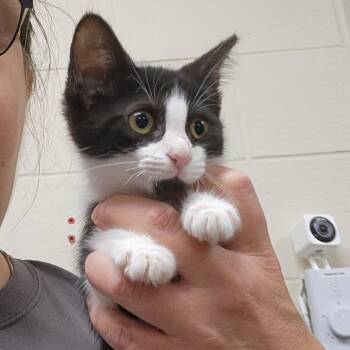 Catlyn -  Domestic Short Hair Cat for Adoption in Walker, Michigan - Catlyn | PetCurious