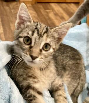 Torbie and Domestic Short Hair Cats Available for Adoption - Dinah | PetCurious