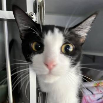 Hershey -  Domestic Short Hair Cat for Adoption in Sarasota, Florida - Hershey | PetCurious