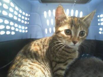 A1266544 -  Domestic Short Hair Cat for Adoption in Charlotte, North Carolina - A1266544 | PetCurious