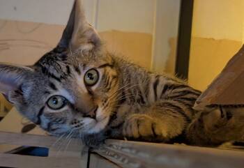 Jinx -  Domestic Short Hair Cat for Adoption in Johnson City, Tennessee - Jinx | PetCurious