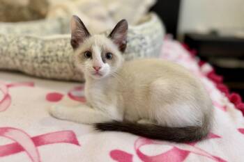 Finchy -  Domestic Short Hair Cat for Adoption in Fountain Hills, Arizona - Finchy | PetCurious