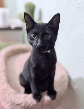 Fester -  Domestic Short Hair Cat for Adoption in Martinsville, Indiana - Fester | PetCurious