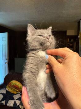 Domestic Long Hair Cats Available for Adoption in Little Rock, Arkansas - Hercules | PetCurious